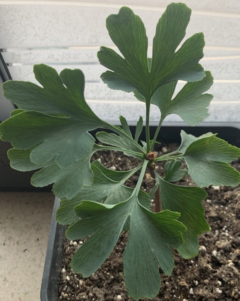 Ginkgo Biloba, Enlèvement, Été, En pot