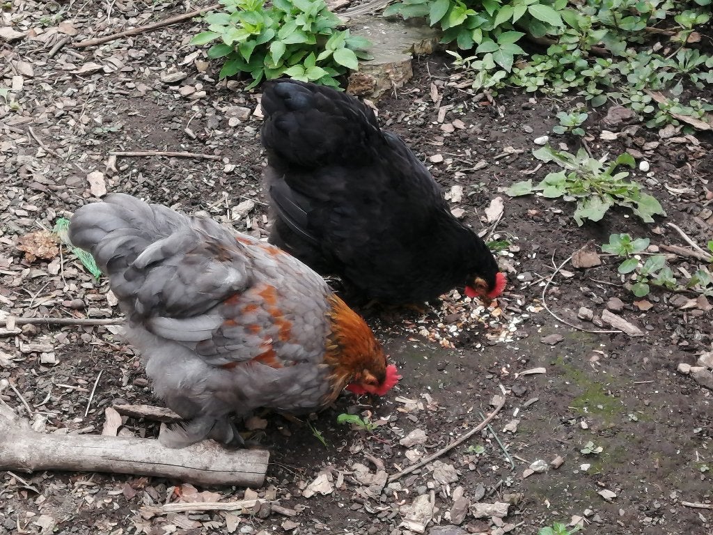 cochin haantjes, Mâle, Poule ou poulet
