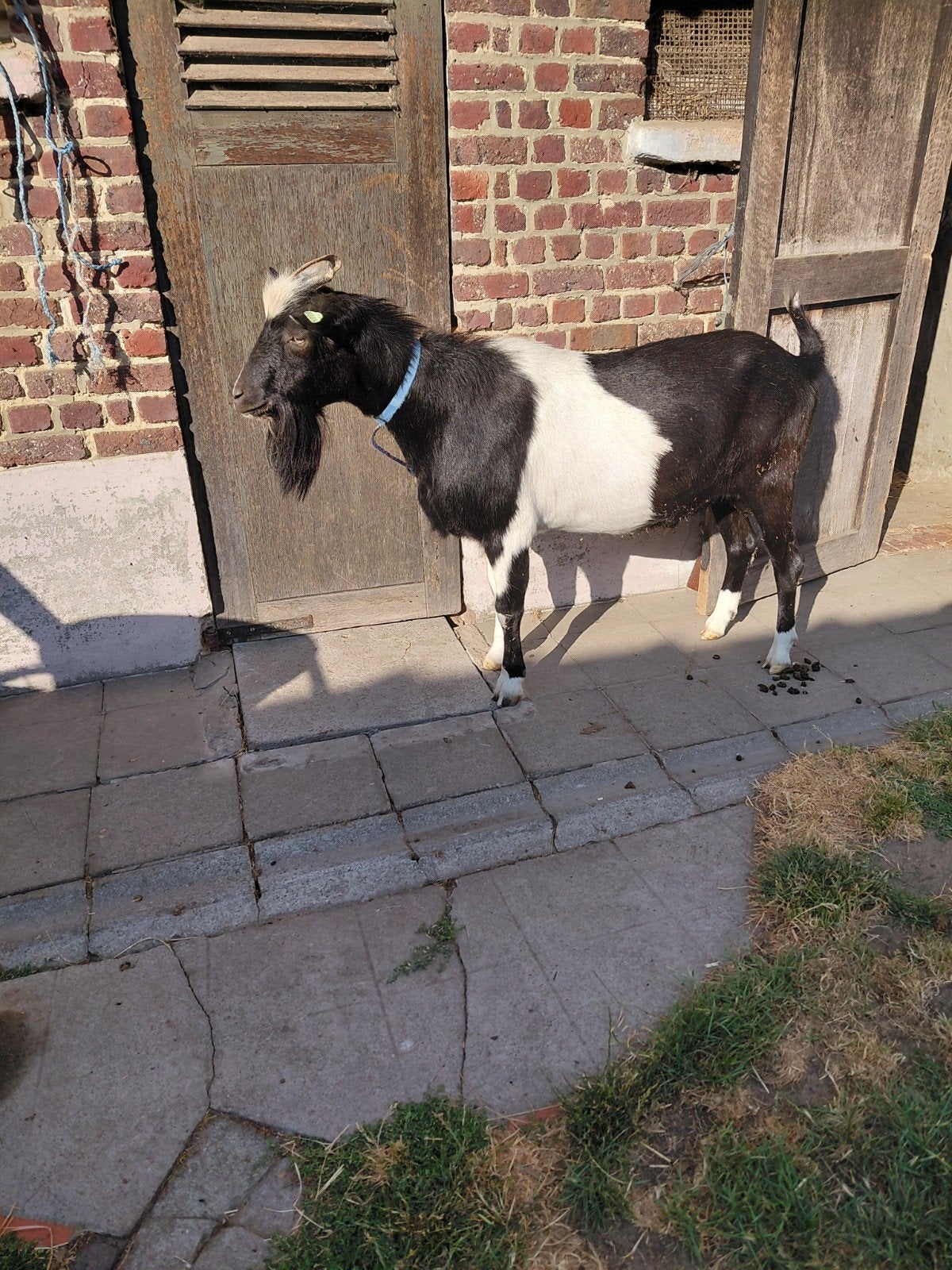 bonte bok, Dieren en Toebehoren, Schapen, Geiten en Varkens