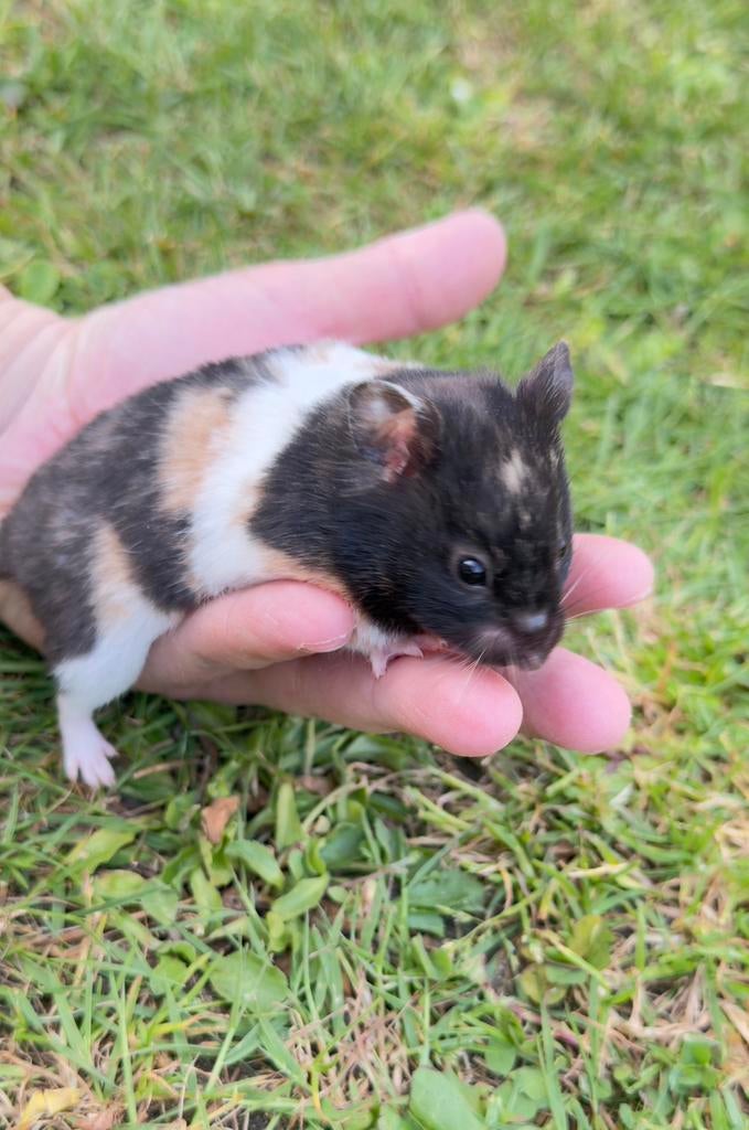 Goudhamster, Dieren en Toebehoren, Hamster, Februari, Vrouwelijk, Tam