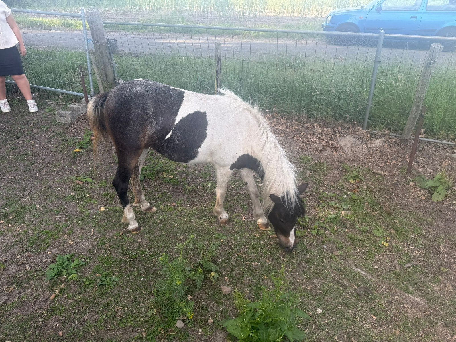 zwartbonte merrie, Dieren en Toebehoren, Merrie
