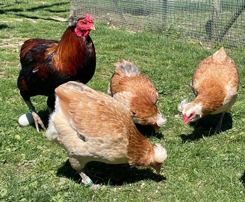 Araucana broedeieren te koop (goede bloedlijnen, kampioenen), Dieren en Toebehoren, Pluimvee