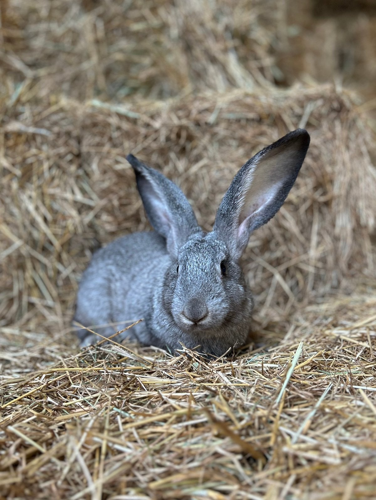 Jonge Vlaamse reuzen, Dieren en Toebehoren, Meerdere dieren, Groot, 0 tot 2 jaar