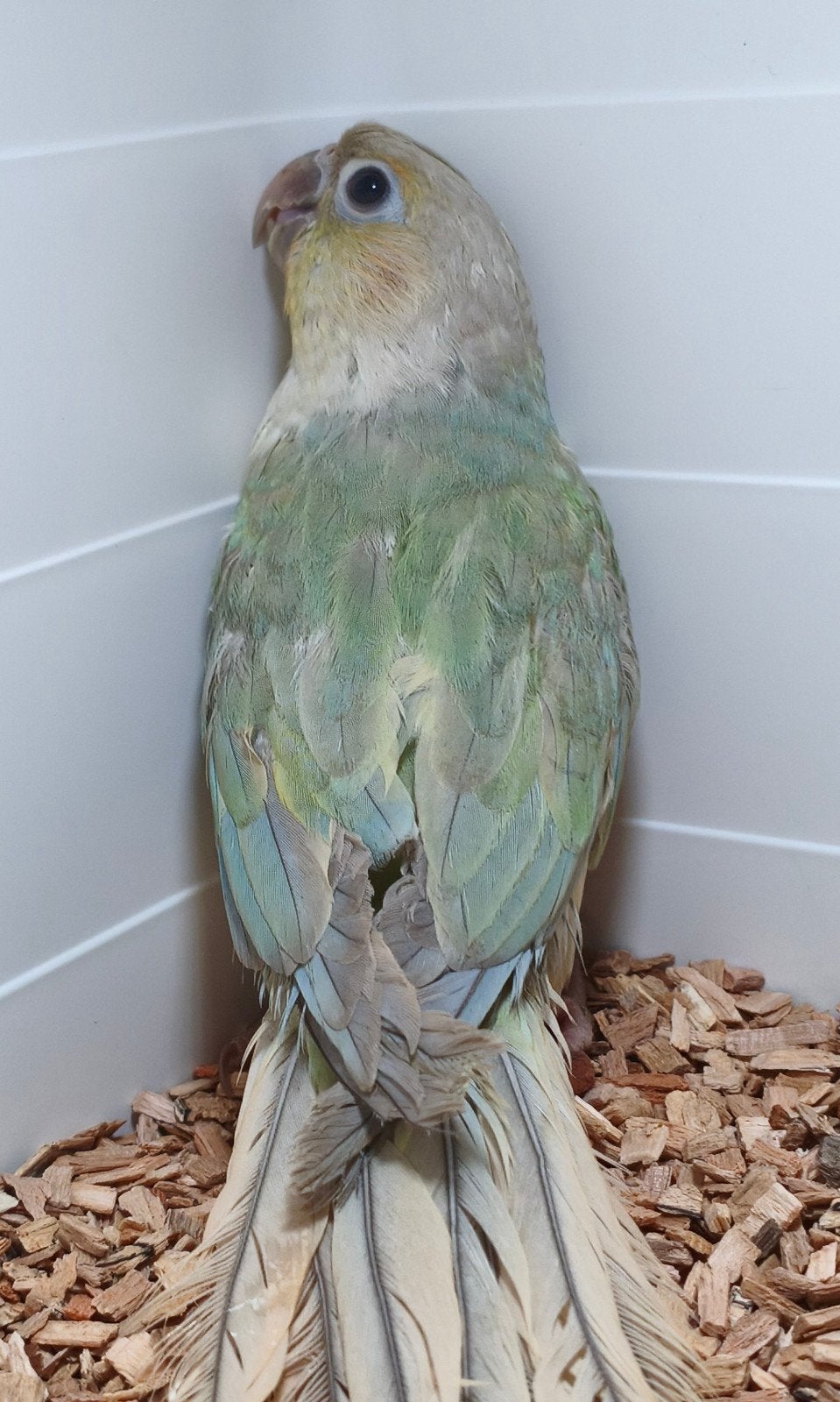 Pyrrhura Mint opaline violet pop, Vrouwelijk, Parkiet, Geringd