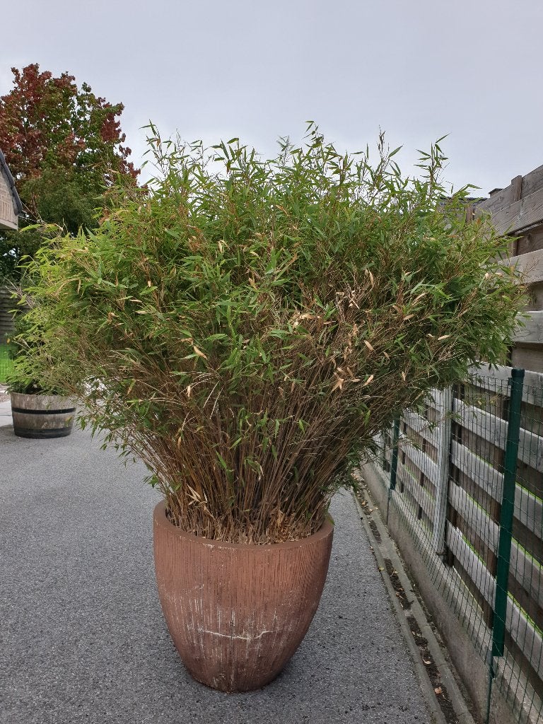 Bamboe fargesia, Tuin en Terras, Ophalen, Volle zon, Vaste plant, Siergrassen