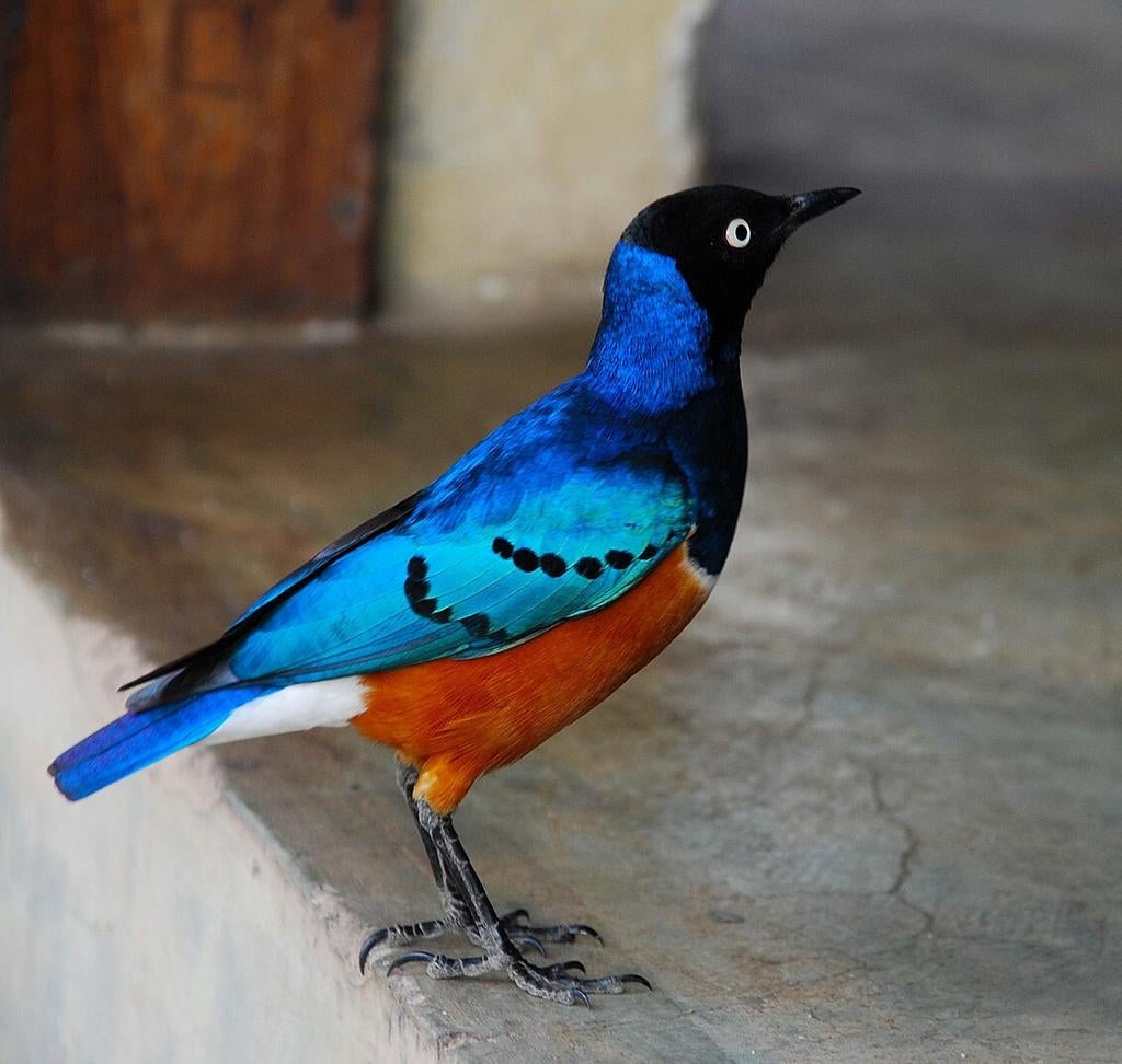 Driekleurglansspreeuw man 2025, Dieren en Toebehoren, Mannelijk, Tropenvogel, Geringd
