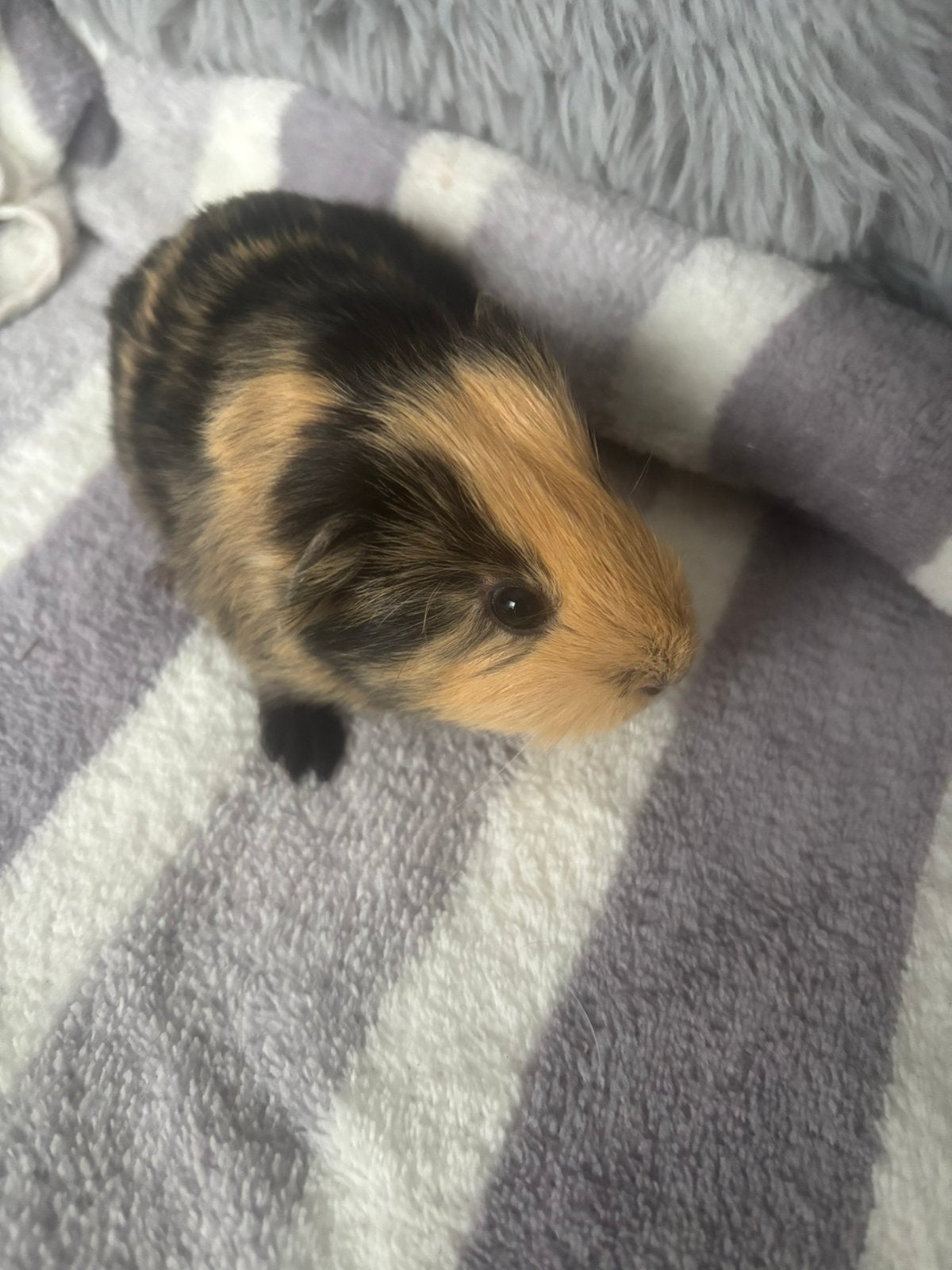 Cavia beertje aparte kleur beschikbaar 4 september geboren, Animaux & Accessoires, Septembre, Mâle, Cobaye