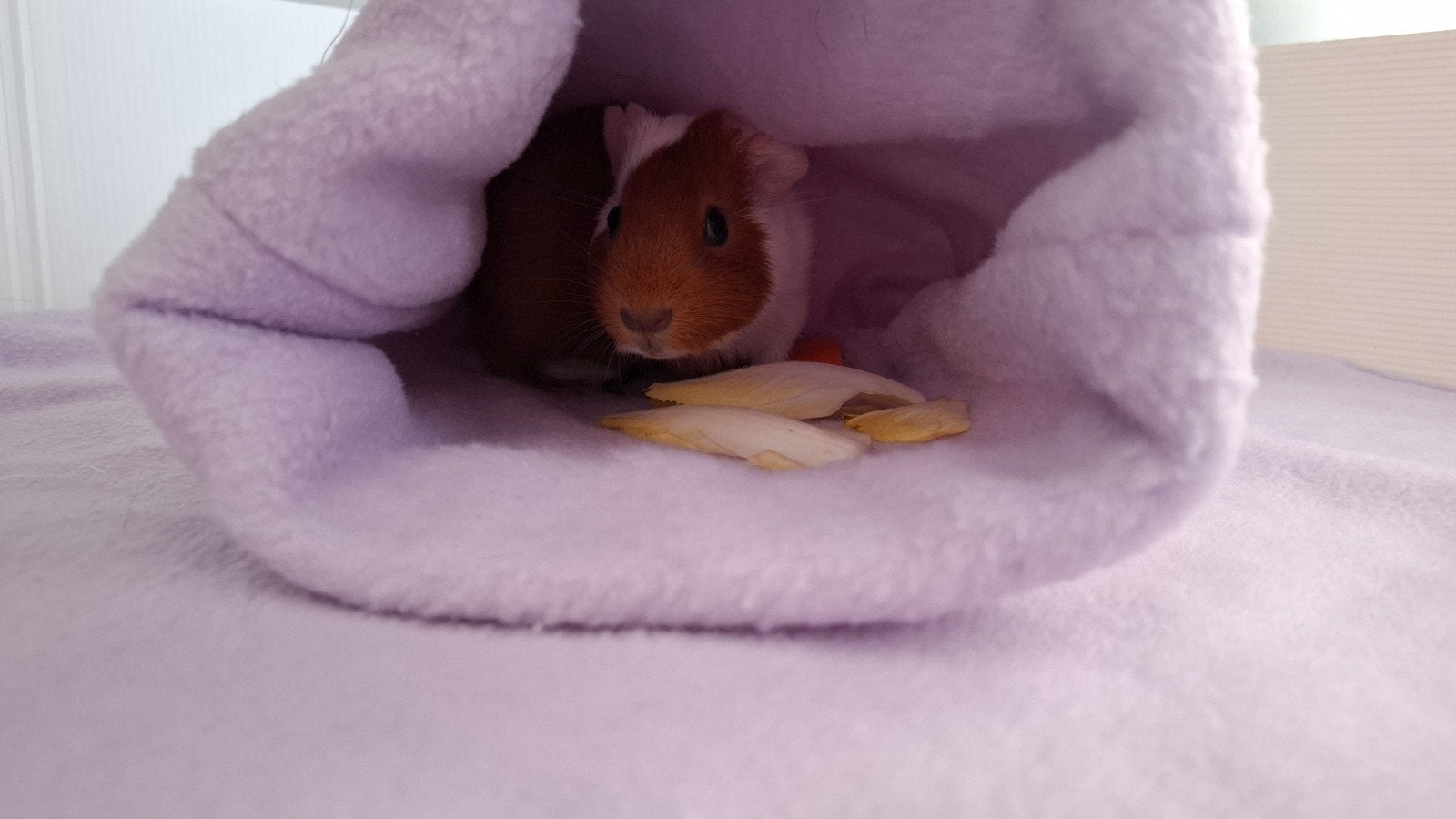 cavia zeugje en/of beertje, Animaux & Accessoires, Juin, Domestique, Plusieurs animaux, Cobaye