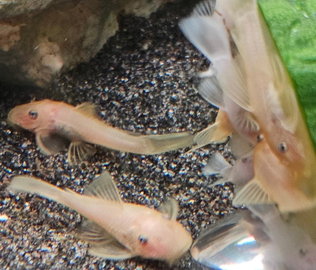 Ancistrussen oranje blauwe ogen L144 shortfin, Dieren en Toebehoren, Vissen | Aquariumvissen, Vis, Zoetwatervis