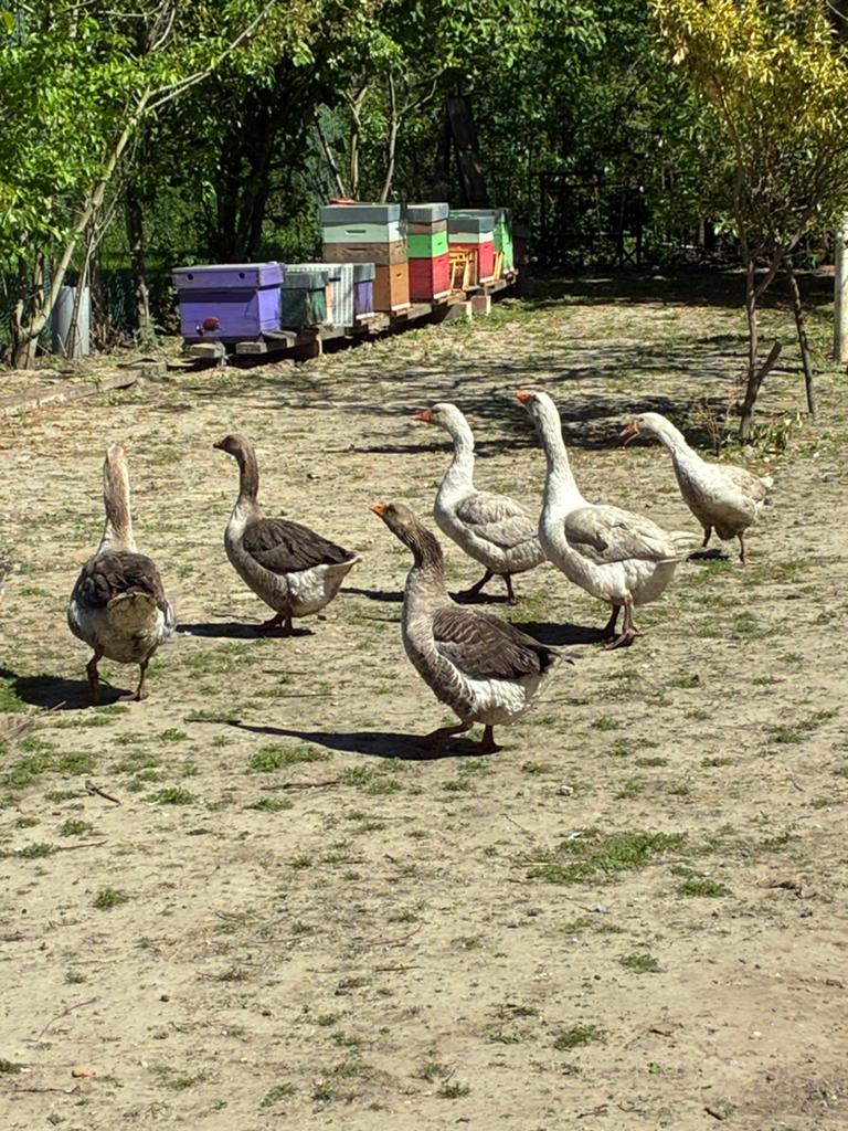 Ganzen te koop, Dieren en Toebehoren, Meerdere dieren, Gans of Zwaan