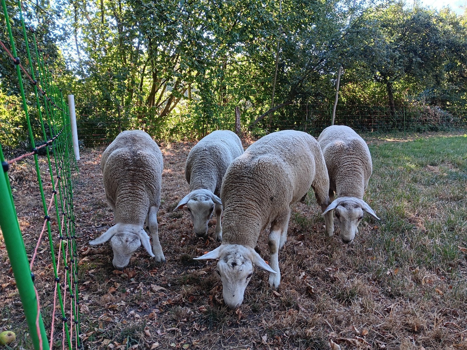 swifter stamboek rammen, Dieren en Toebehoren