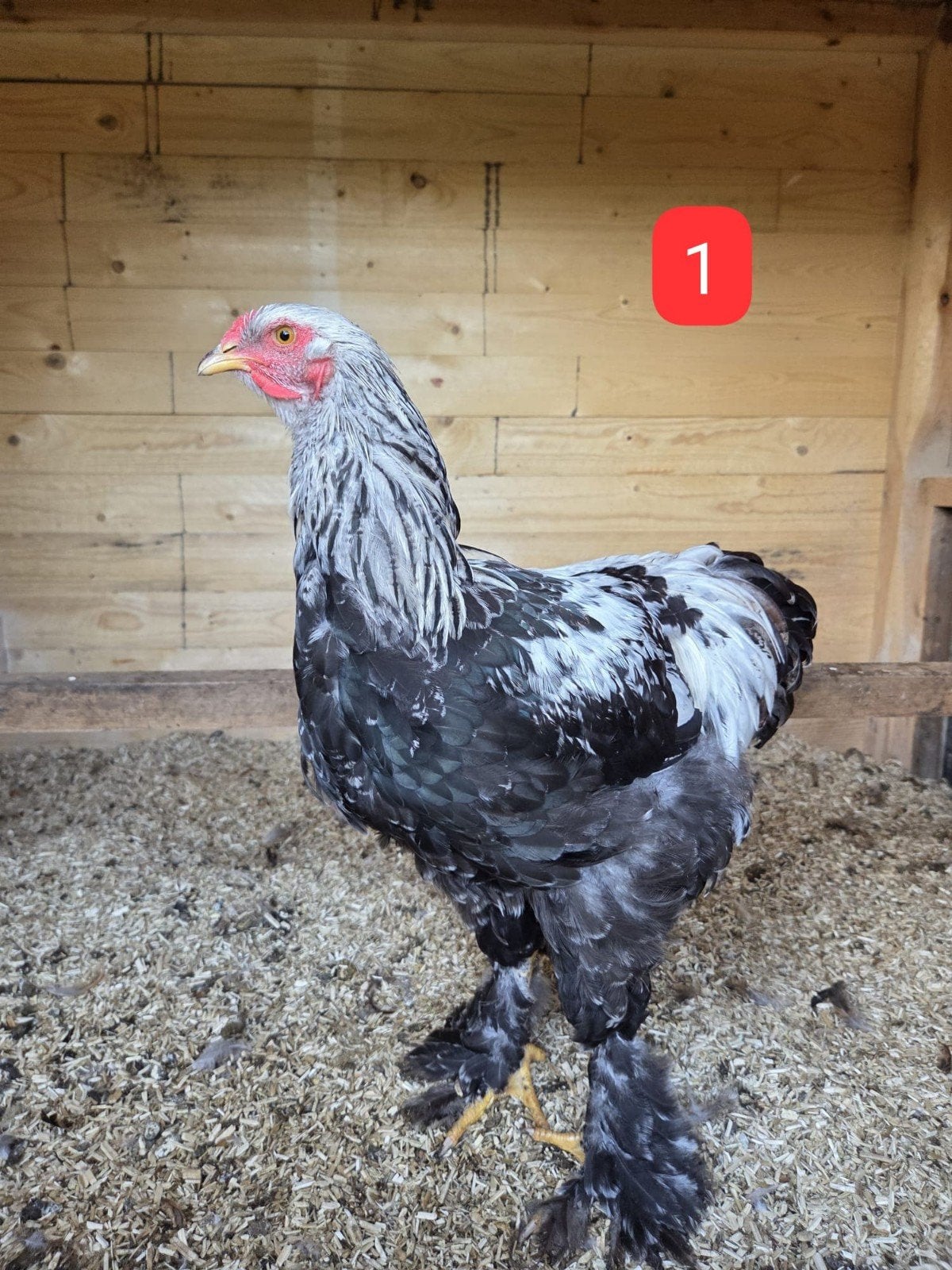Jonge Brahma Hennen & Hanen, Dieren en Toebehoren