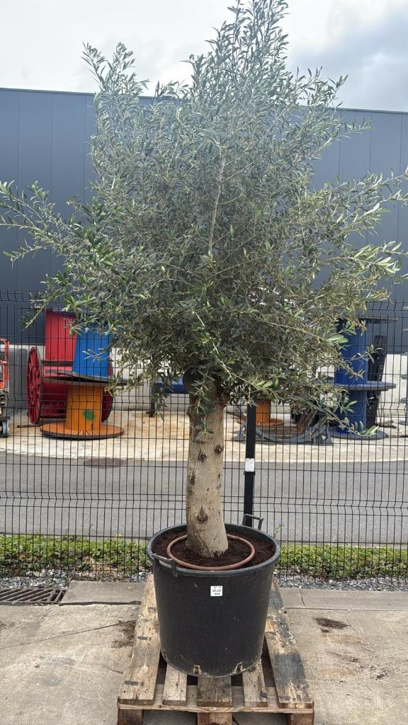 Olijfboom, Tuin en Terras, Planten | Bomen, Ophalen, In pot, Olijfboom, 250 tot 400 cm