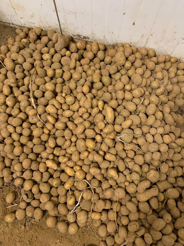Bintje 20€/kist (ong 600 kg), Ophalen