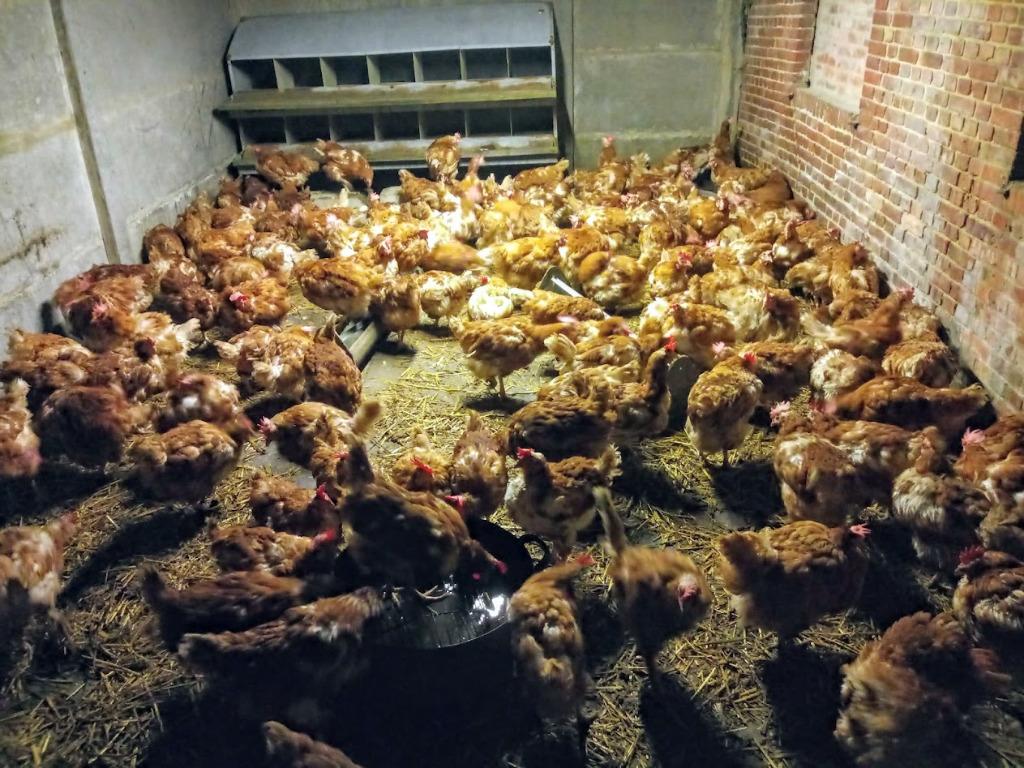 Poules pondeuses secourues à vendre, Femelle, Poule ou poulet