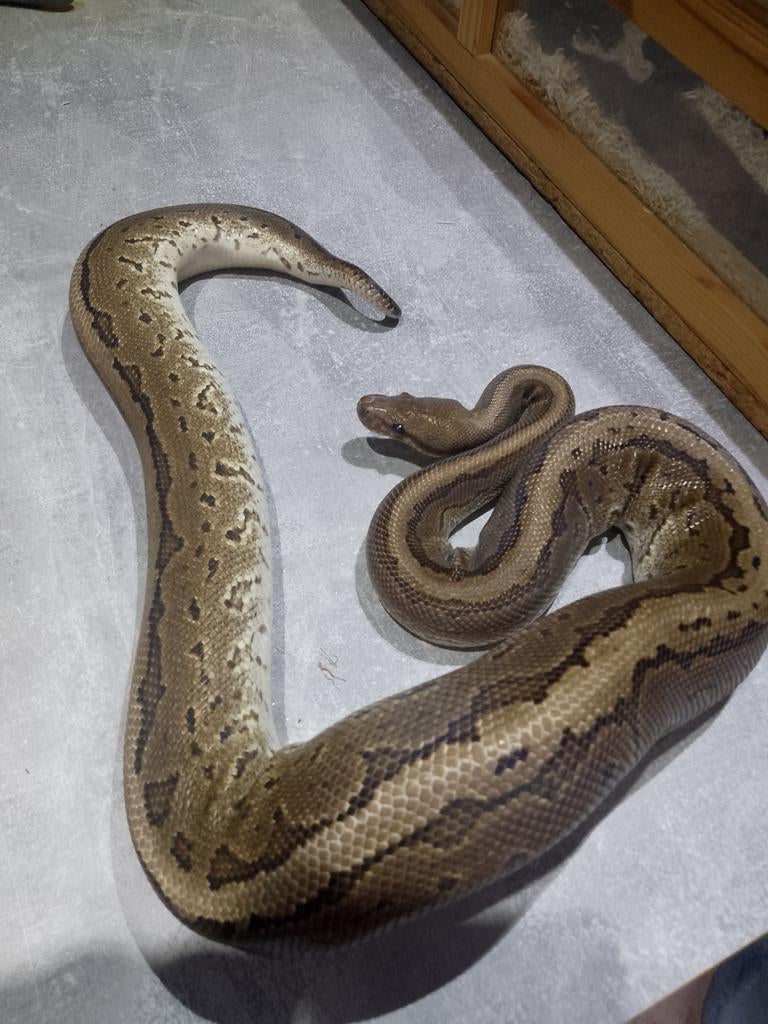 Python regius échange possible