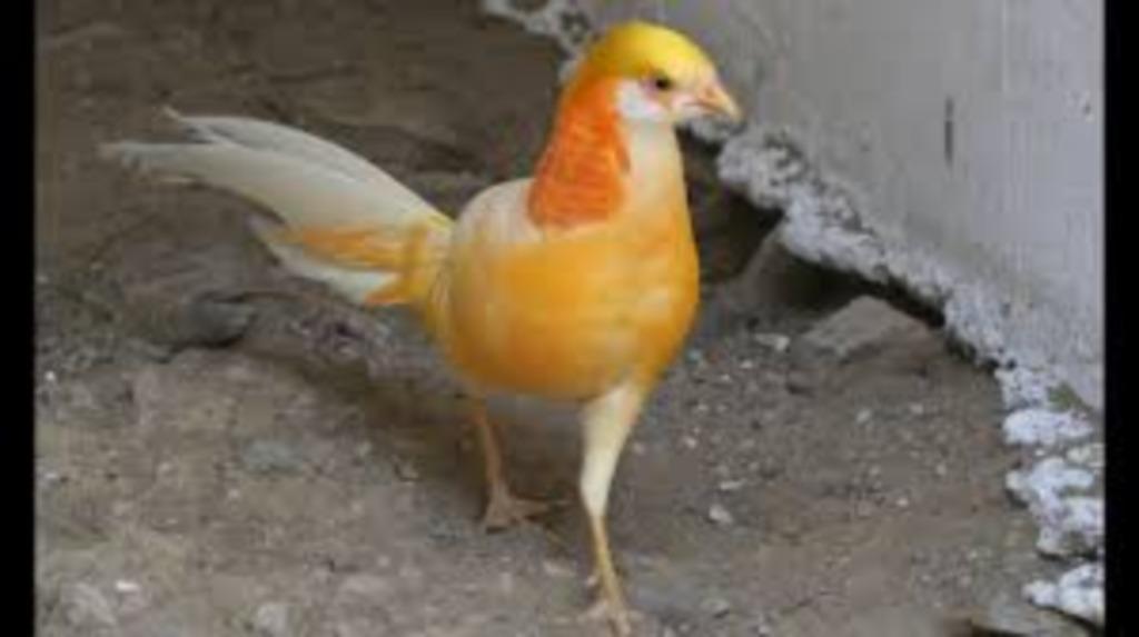 FAISAN DORÉ, COULEUR PÊCHE, Plusieurs animaux, Oiseau tropical