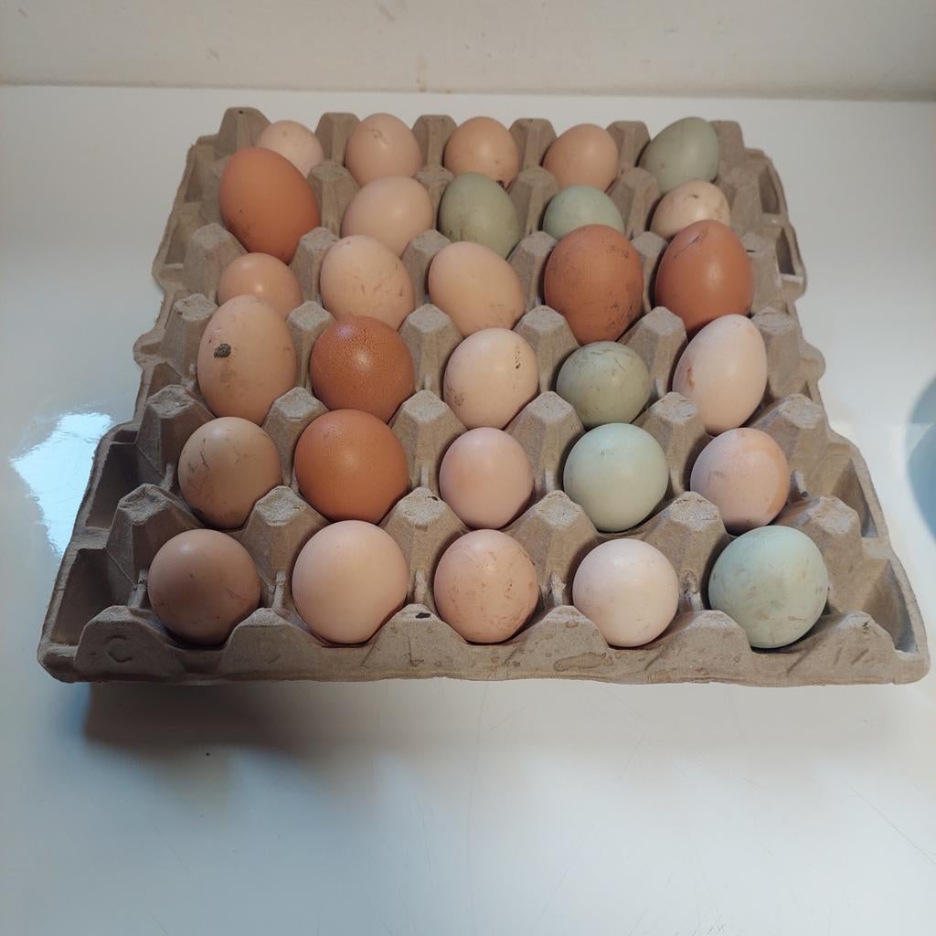 Broedeiren, Dieren en Toebehoren, Pluimvee