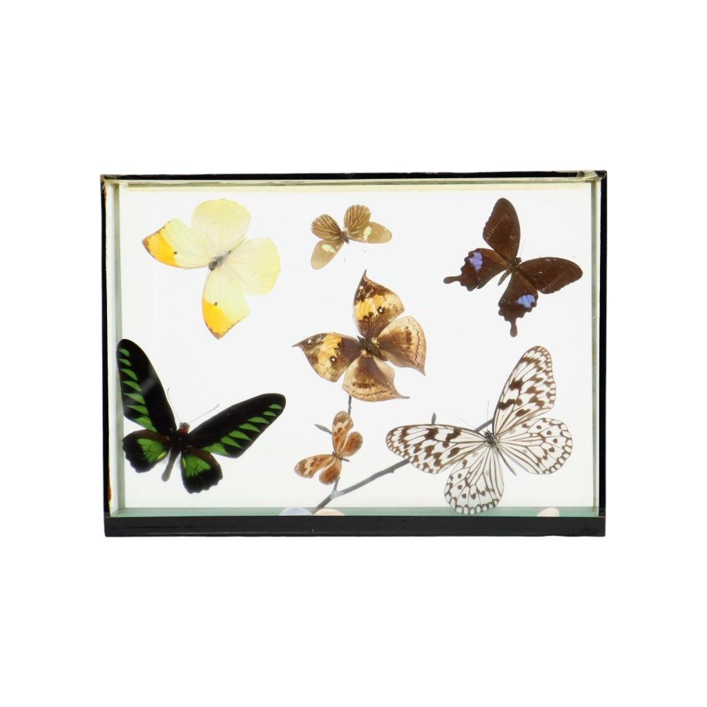 Kleurrijke Ingelijste Tropische Vlinders Taxidermie Insecten, Verzamelen, Ophalen of Verzenden, Gebruikt, Insect, Opgezet dier