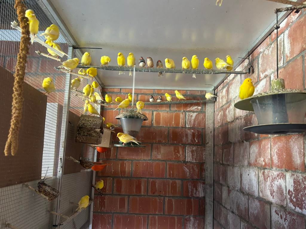 Vogels