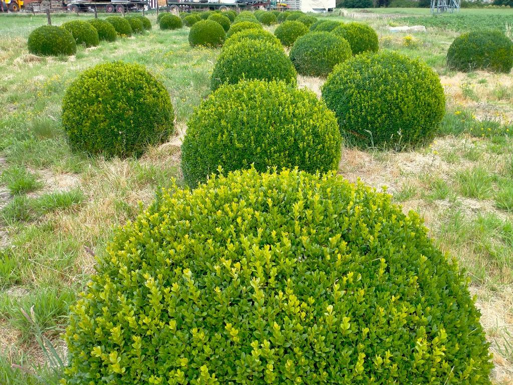 Buxusbollen, Tuin en Terras, Ophalen, Buxus