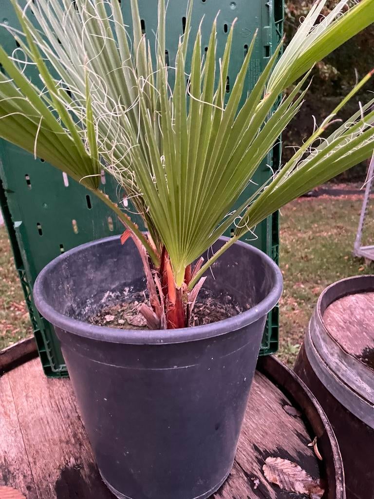 Jeune Palmiers waschingtonia Tonneaux a vin vides, Autres espèces, Ne fleurit pas, Enlèvement, Plante fixe
