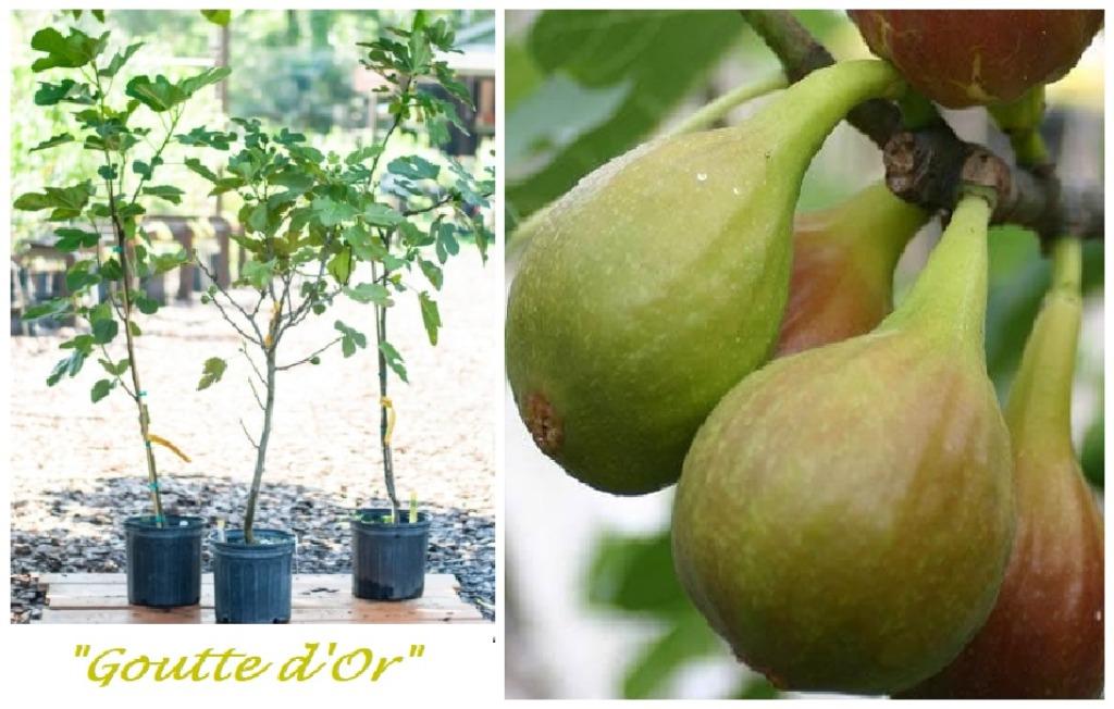 HONINGVIJG LAAGSTAM "GOUTTE D'OR", 1,5/+ M, IN POT, 15€/st., Enlèvement ou Envoi, Plante fixe, Plantes fruitières, Plein soleil