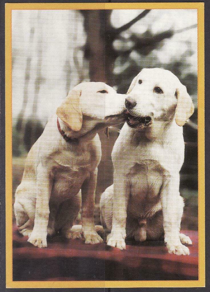 Honden 1, Collections, Cartes postales | Animaux, Envoi, Chien ou Chat