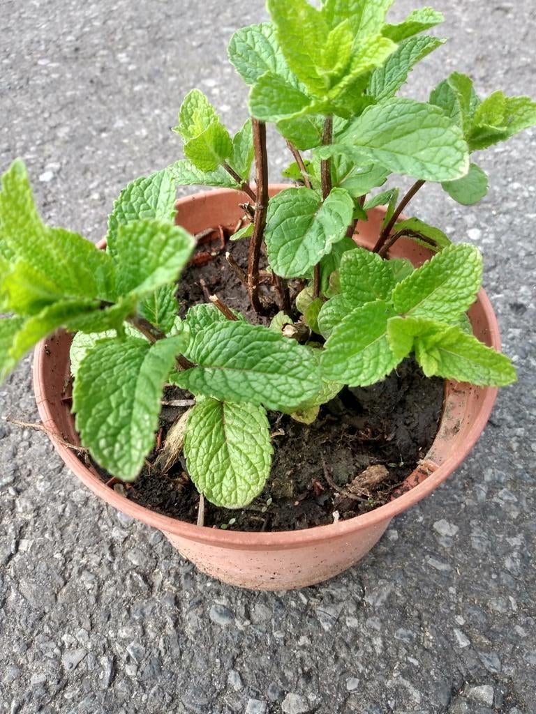 Munt, Tuin en Terras, Ophalen