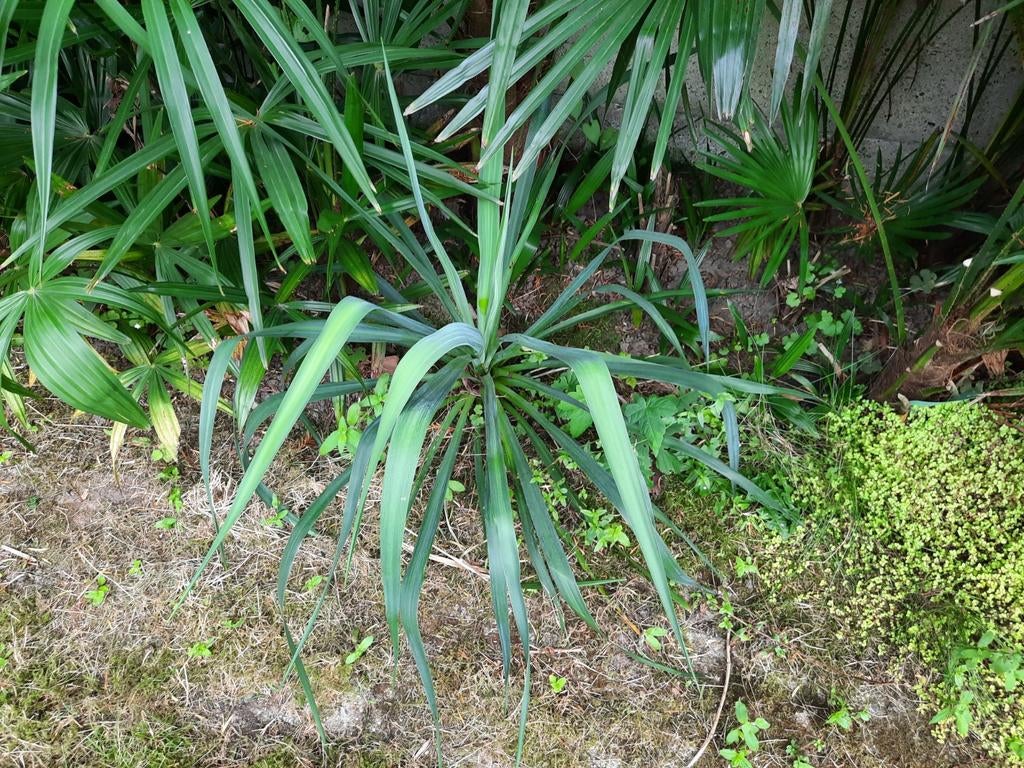 Yucca gloriosa (filamentosa), Tuin en Terras, Ophalen of Verzenden, Winter, Vaste plant