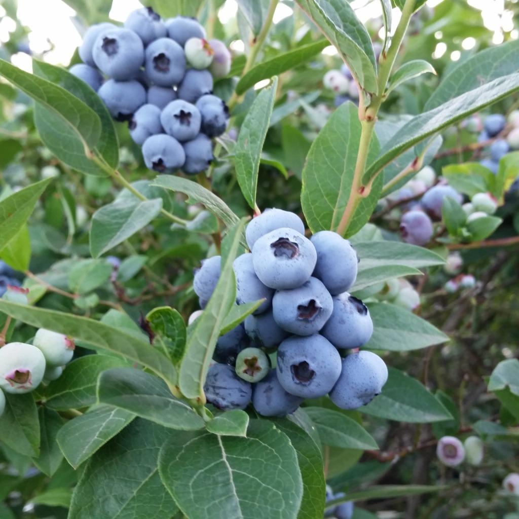 voorjaar planttijd, Ophalen, Overige soorten