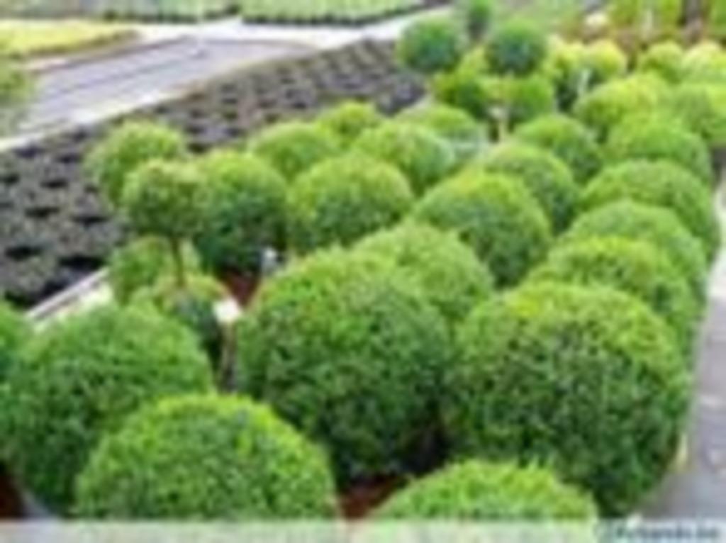 Buxus en buxusvervangers, Ophalen, Overige soorten