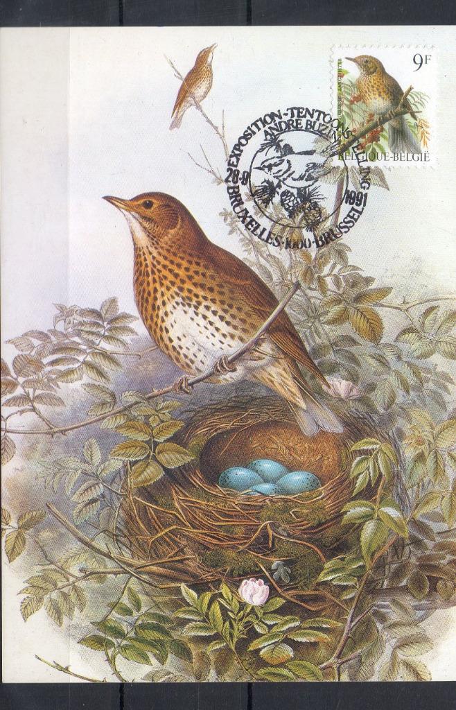 Année 1991 : Carte maximum 2426 - Oiseaux - Grive musicienne, Enlèvement ou Envoi