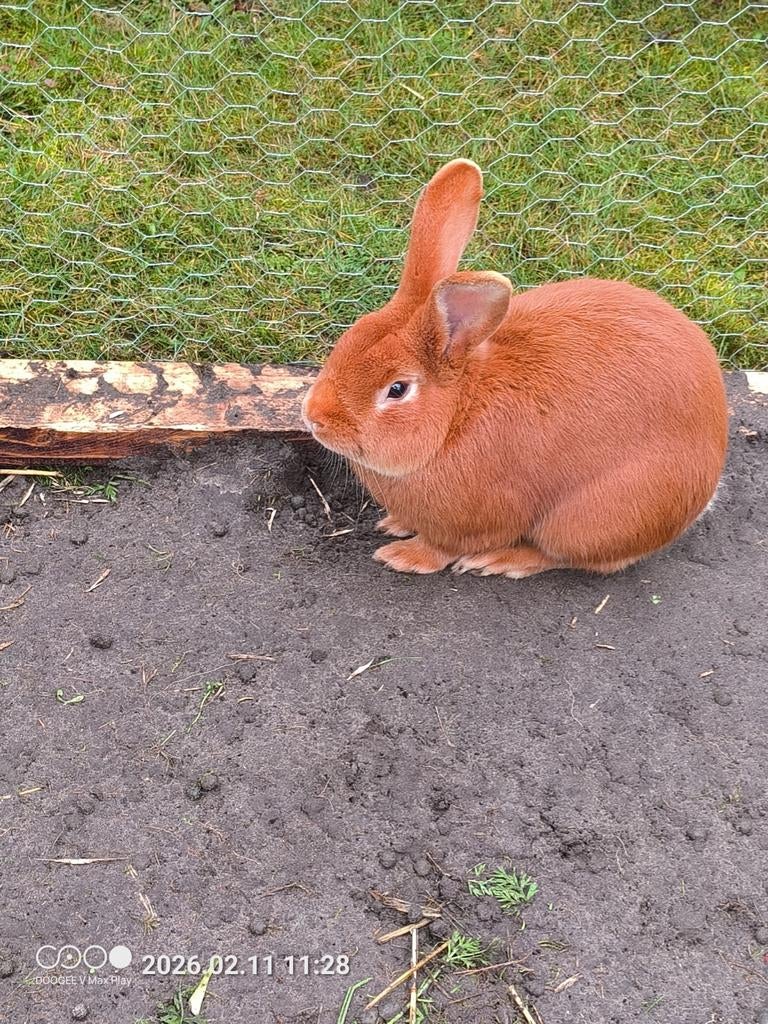 Vaal van Bourgondië, Dieren en Toebehoren, Konijnen