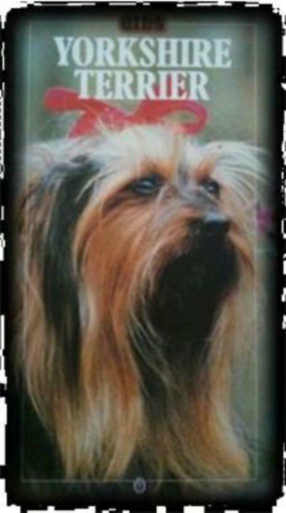 Yorkshire Terrier, Jackie Ransom, Ophalen of Verzenden, Gelezen, Honden