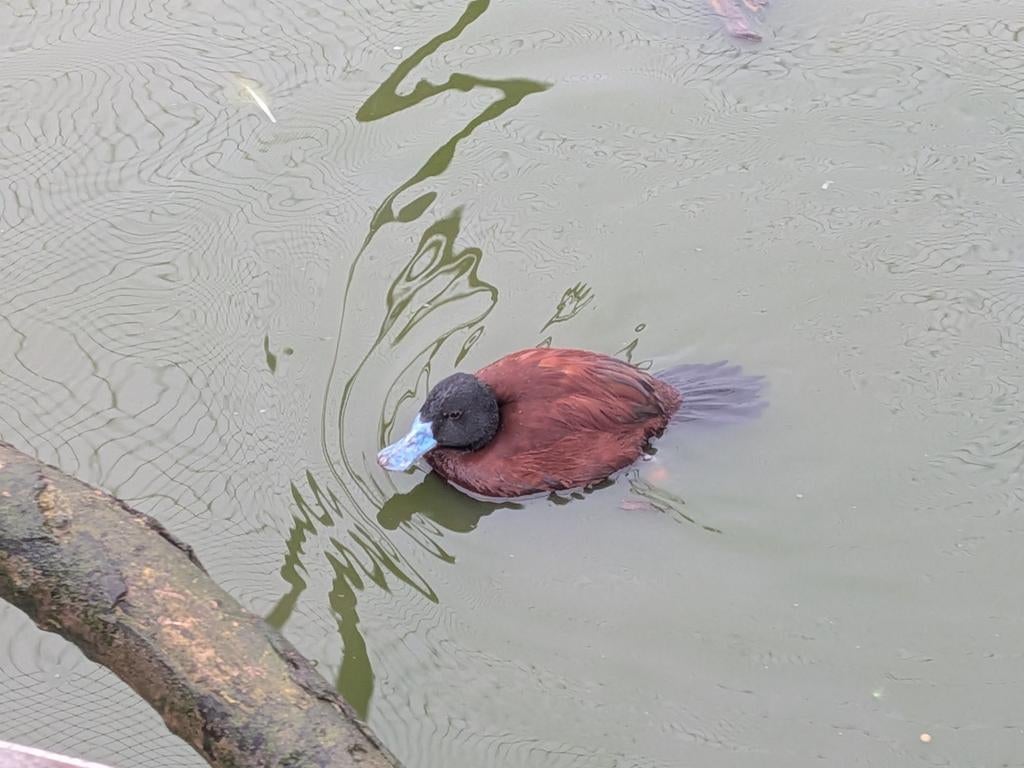 Argentijnse stekelstaart man, Dieren en Toebehoren, Pluimvee, Mannelijk