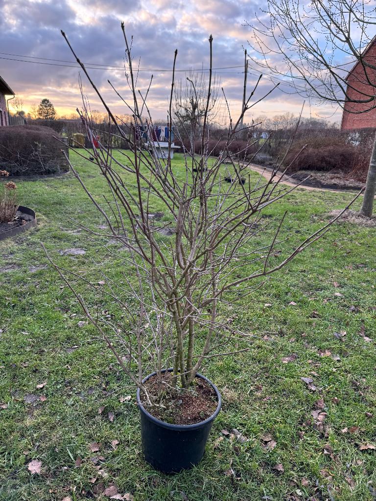 SYRINGA REFLEXA (LILAS) - j'en ai encore un !, Jardin & Terrasse, Plantes | Arbustes & Haies, Enlèvement, Autres espèces, Arbuste