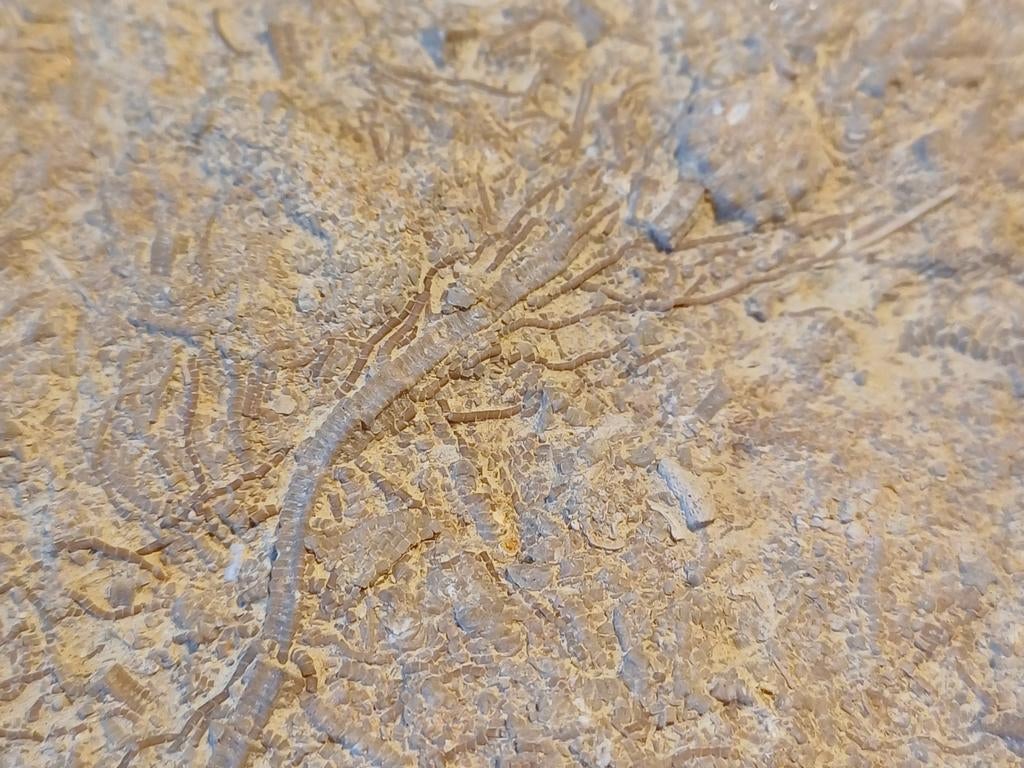 Bloc avec Crinoidea - nénuphar - crinoïdes, Enlèvement ou Envoi, Fossile