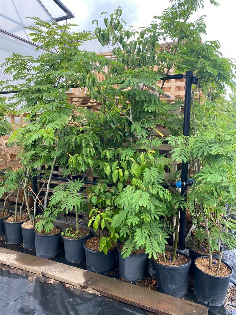 Albizia julibrissin, Solitaire Boom, Tuin en Terras, Planten | Bomen, Ophalen