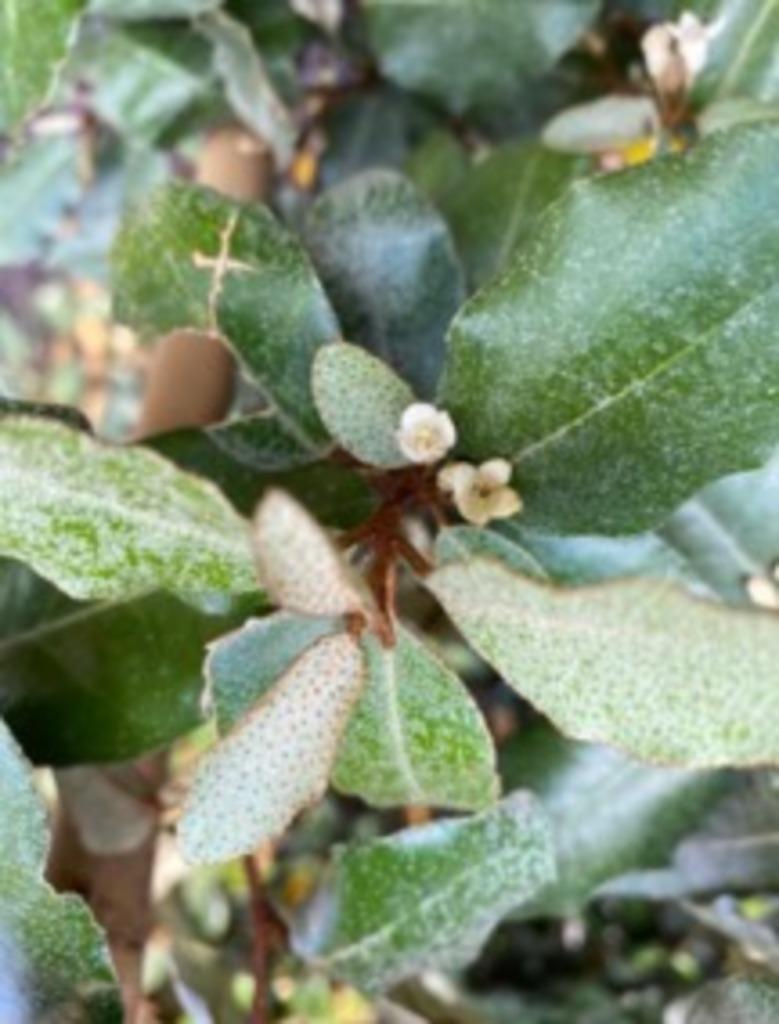 Elaeagnus ebbingei. Leiscreens met bamboescherm, Tuin en Terras, Ophalen