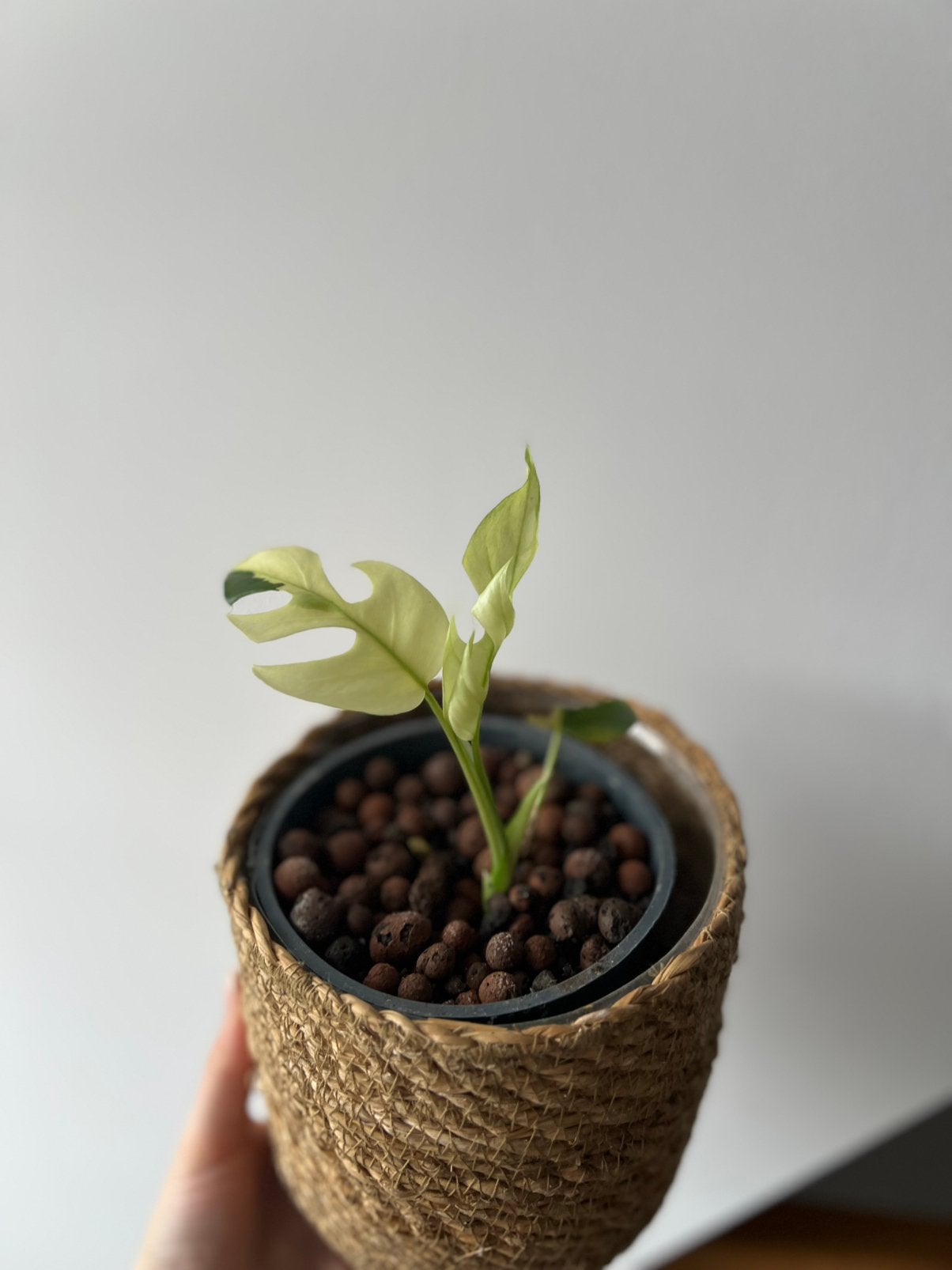 Monstera minima variegata, Maison & Meubles, Enlèvement