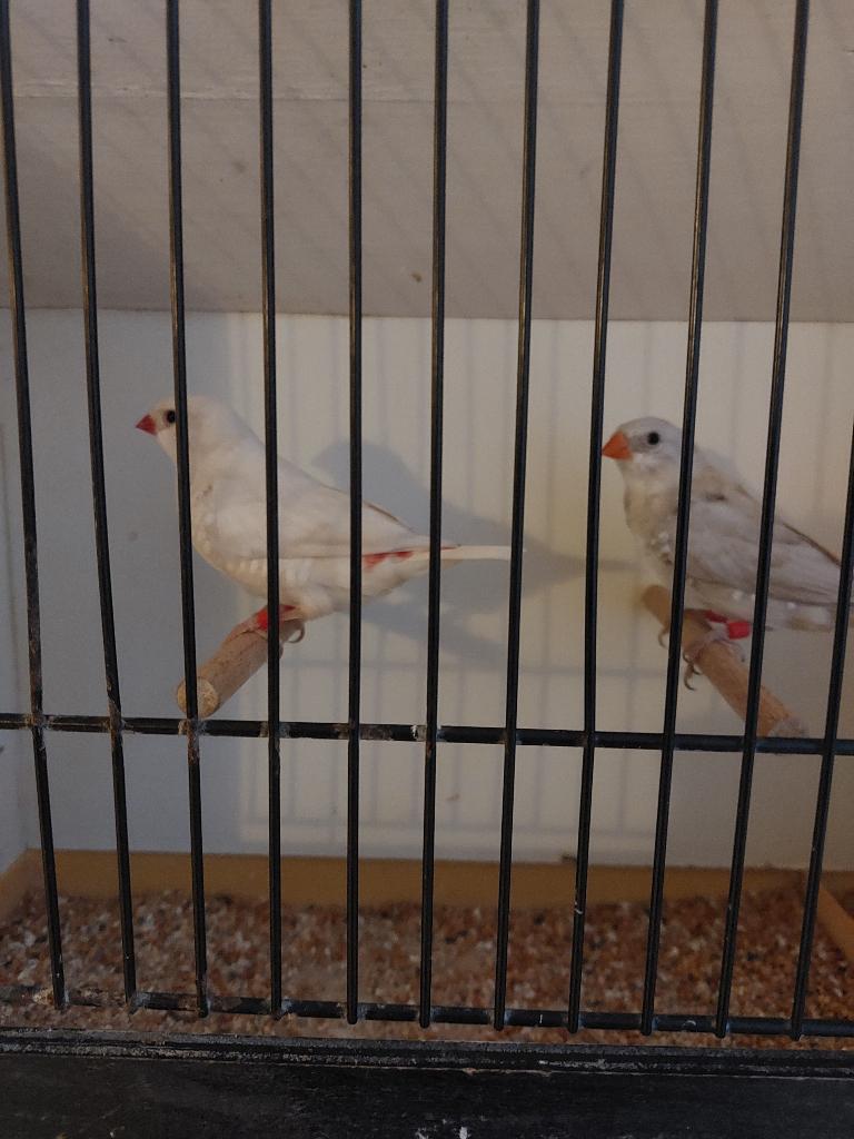 Animaux, Animaux & Accessoires, Oiseaux | Oiseaux Autre, Plusieurs animaux, Oiseau tropical, Domestique