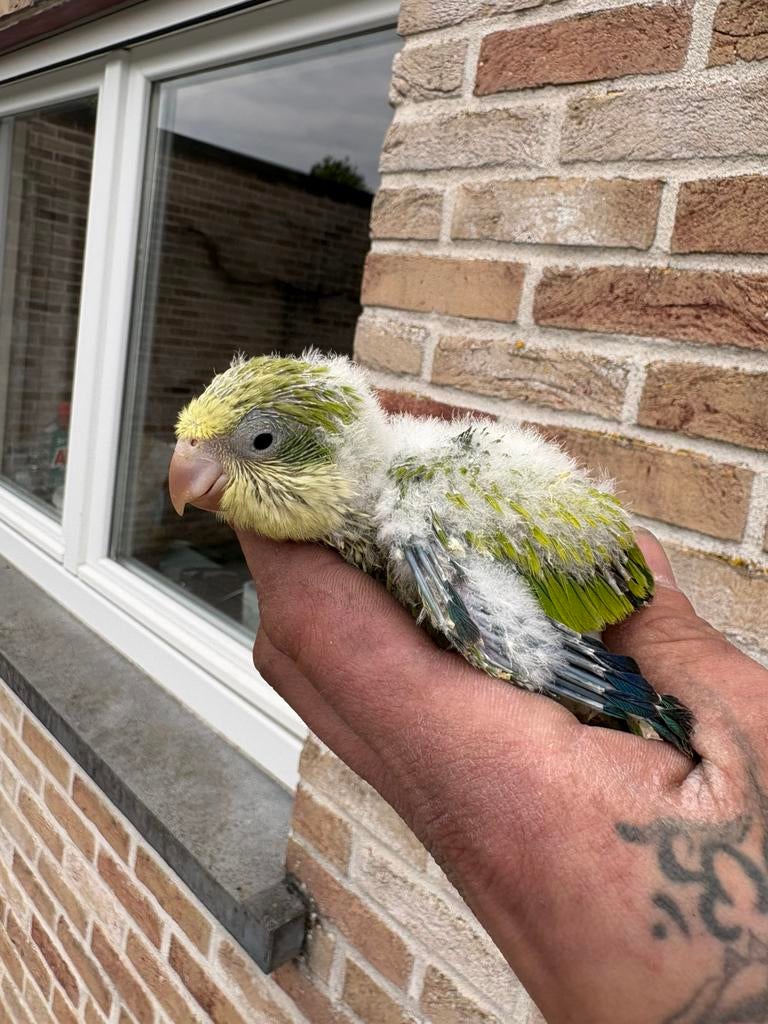muisparkieten, Dieren en Toebehoren, Vogels | Parkieten en Papegaaien