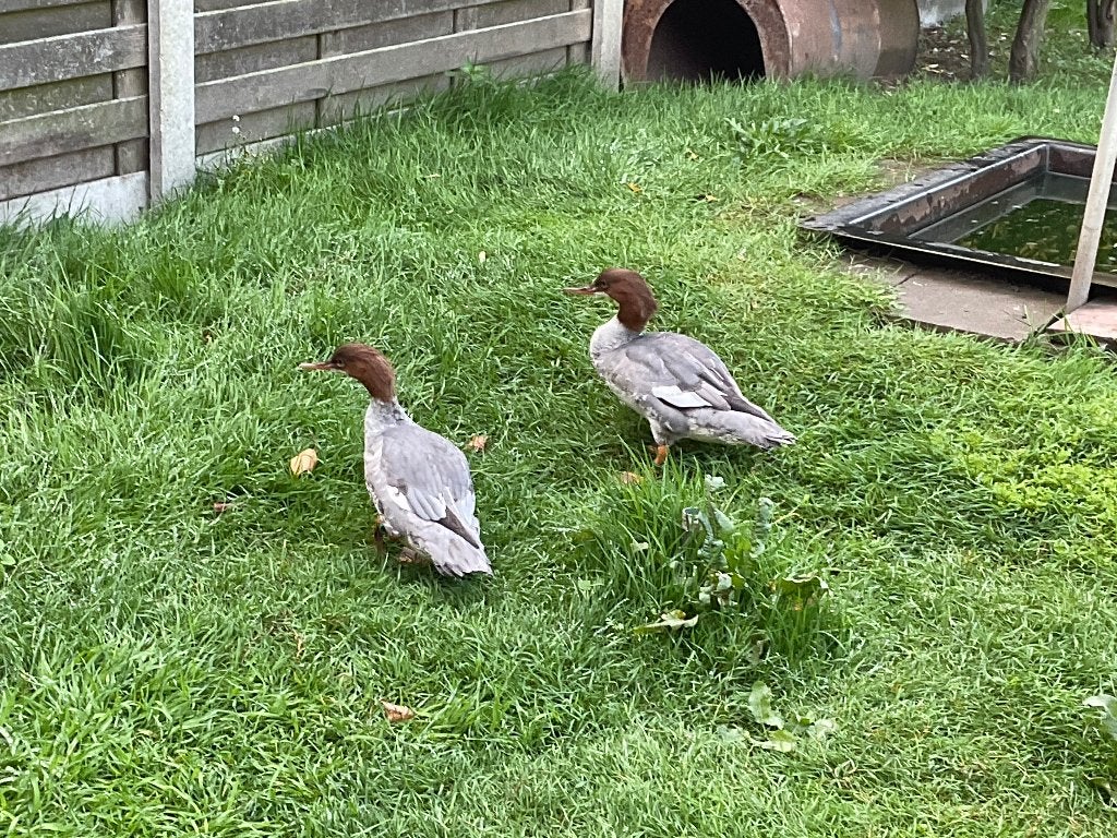 Watervogels, Dieren en Toebehoren, Meerdere dieren, Eend