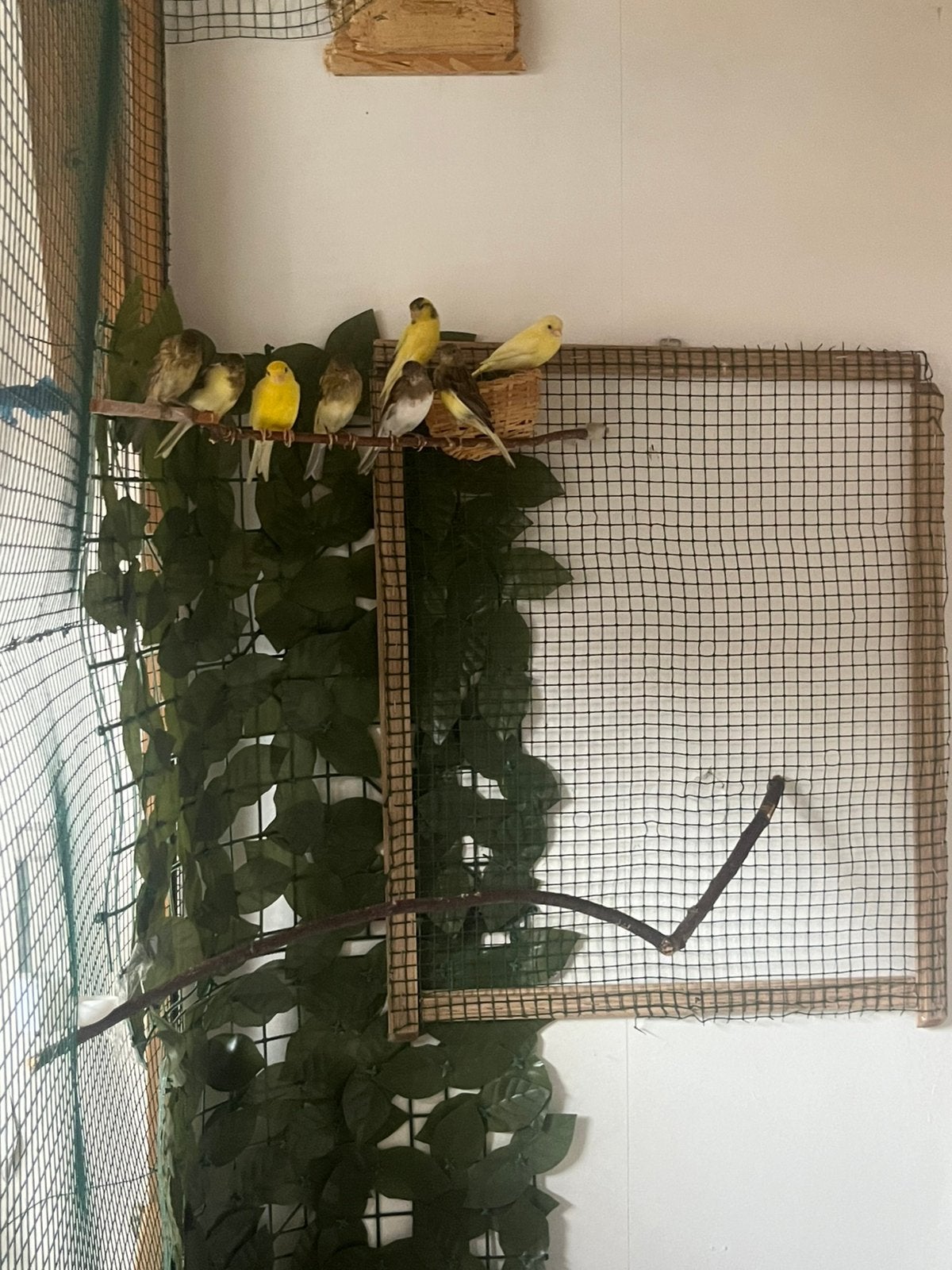 Canari avendre, Animaux & Accessoires