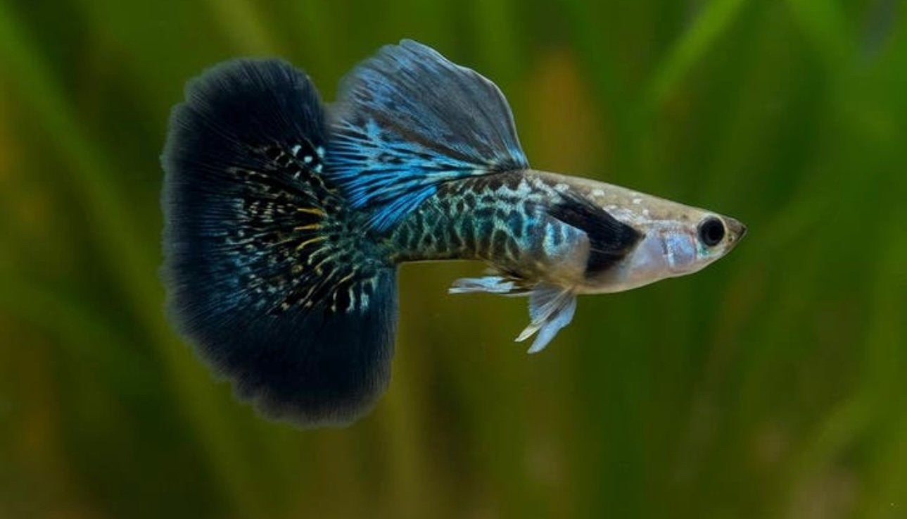 Green dragon guppy, Dieren en Toebehoren, Vis, Zoetwatervis