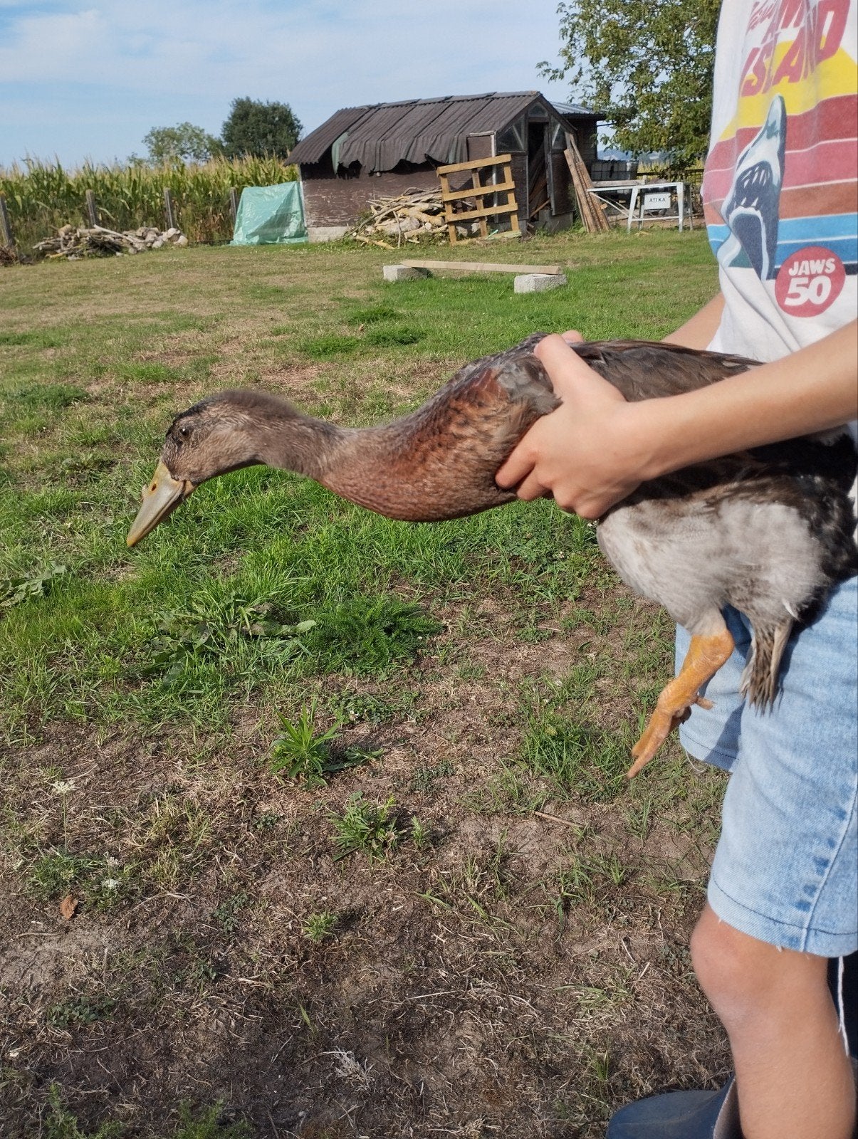 Indische loopeend man wildkleur, Dieren en Toebehoren