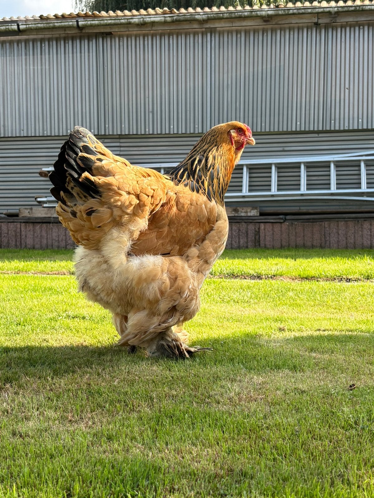 5 brahma buff zwart en haan 2025, Plusieurs animaux, Poule ou poulet