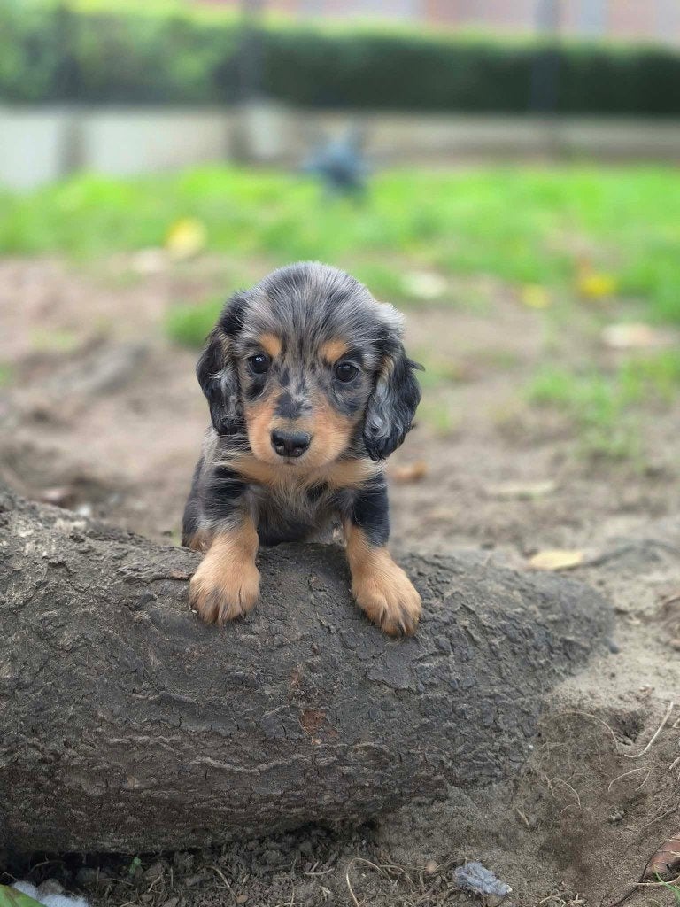 De magnifiques chiots teckels sont nés chez nous ! !, Maladie de Carré (chiens), Poils longs, Plusieurs, Nain