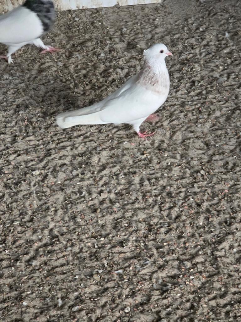 Toghi soror Iranian, Animaux & Accessoires, Oiseaux | Pigeons